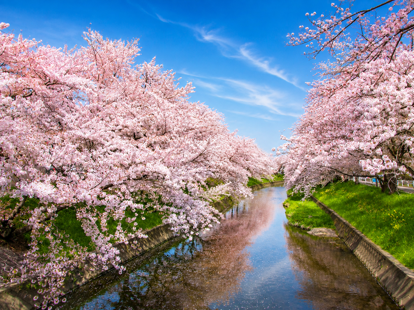 岩倉五條川櫻花隧道